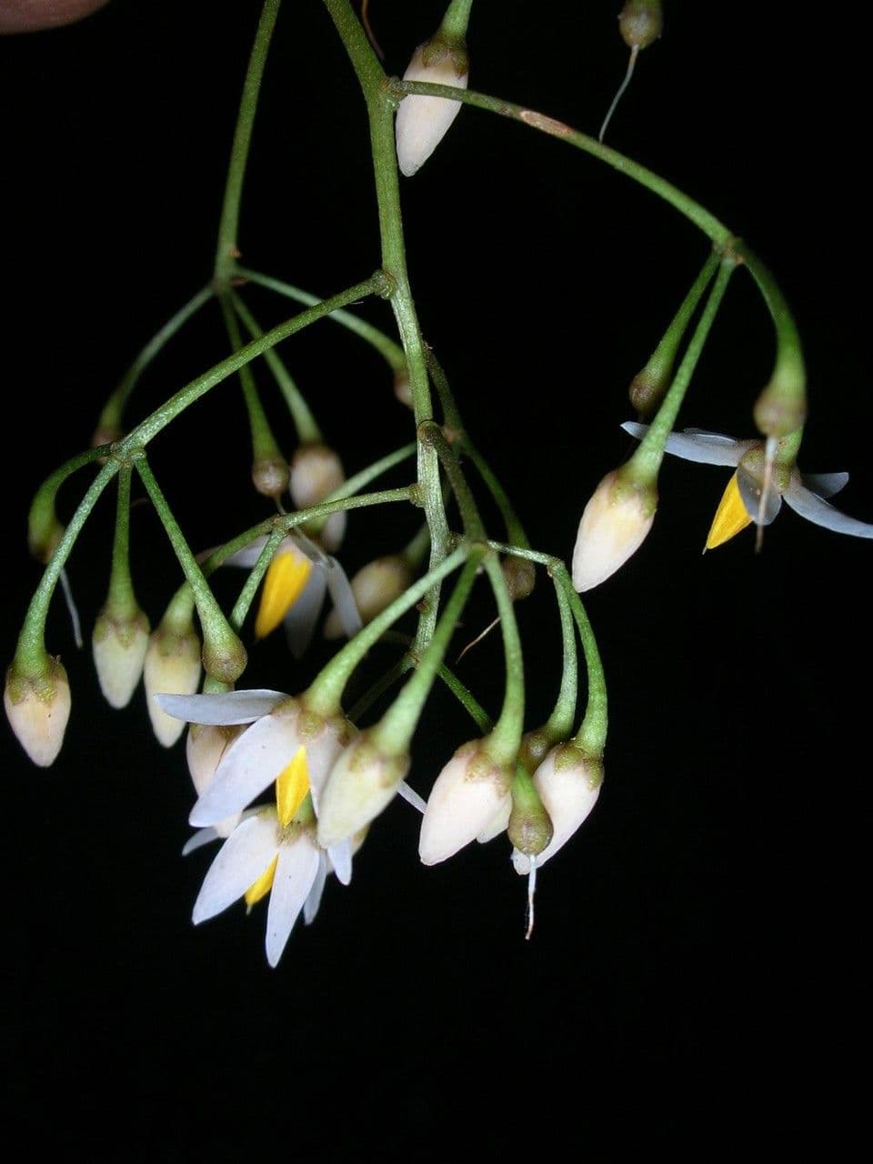 Hymenandra 17