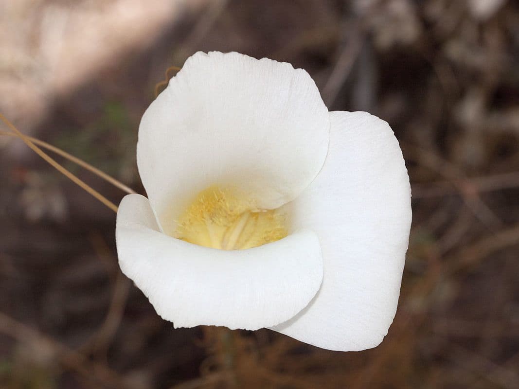 Calochortus 4