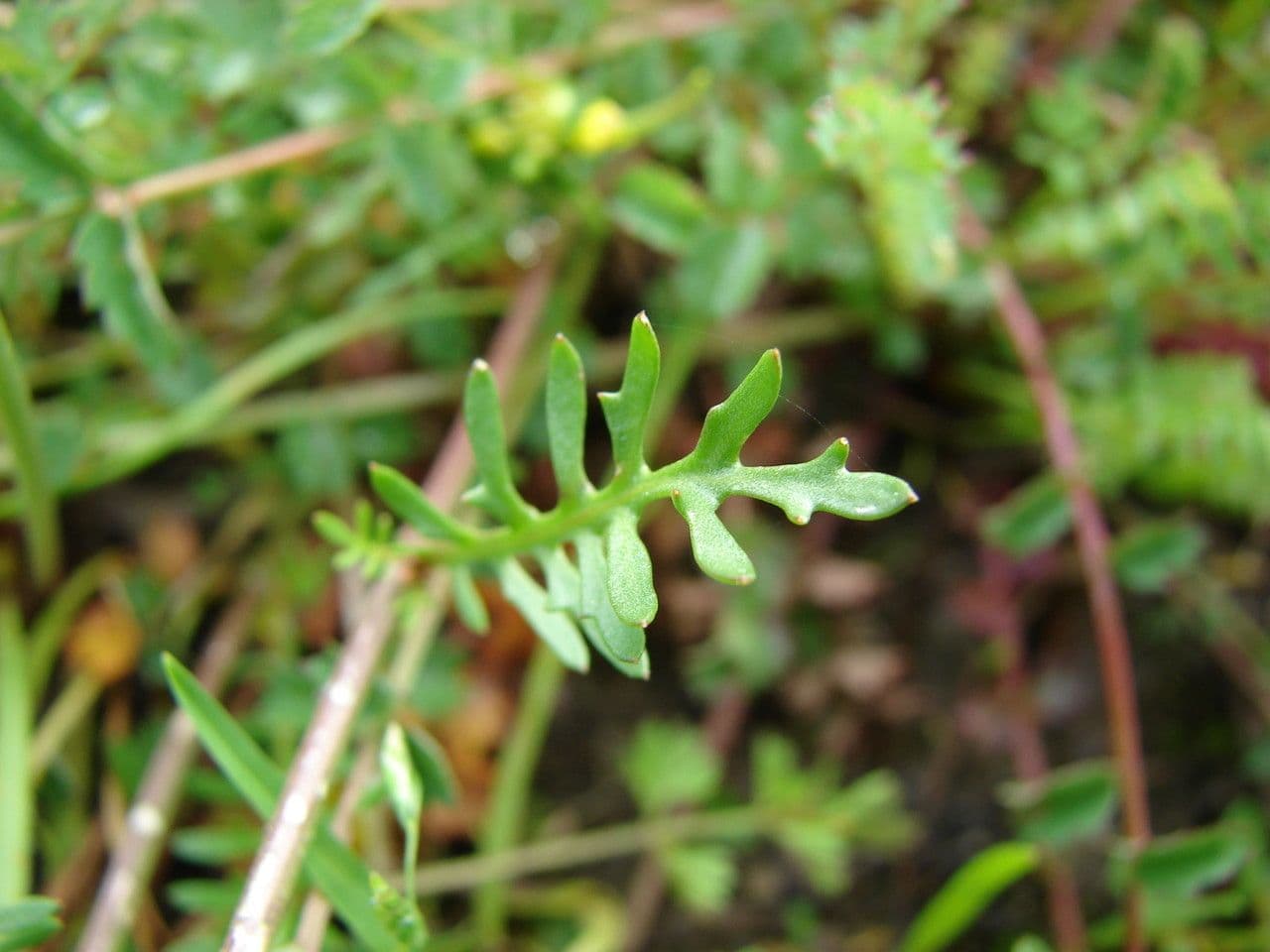 Rauke 20