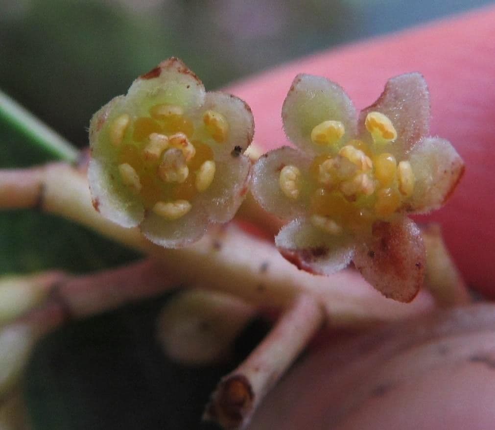 Ocotea 8