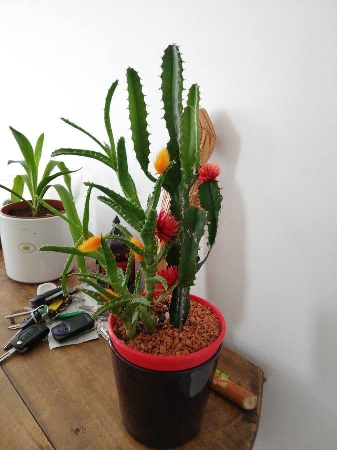 Disocactus 11