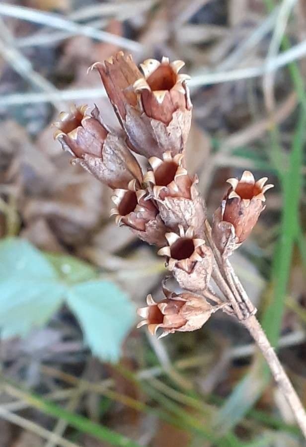 Primula maggiore 2