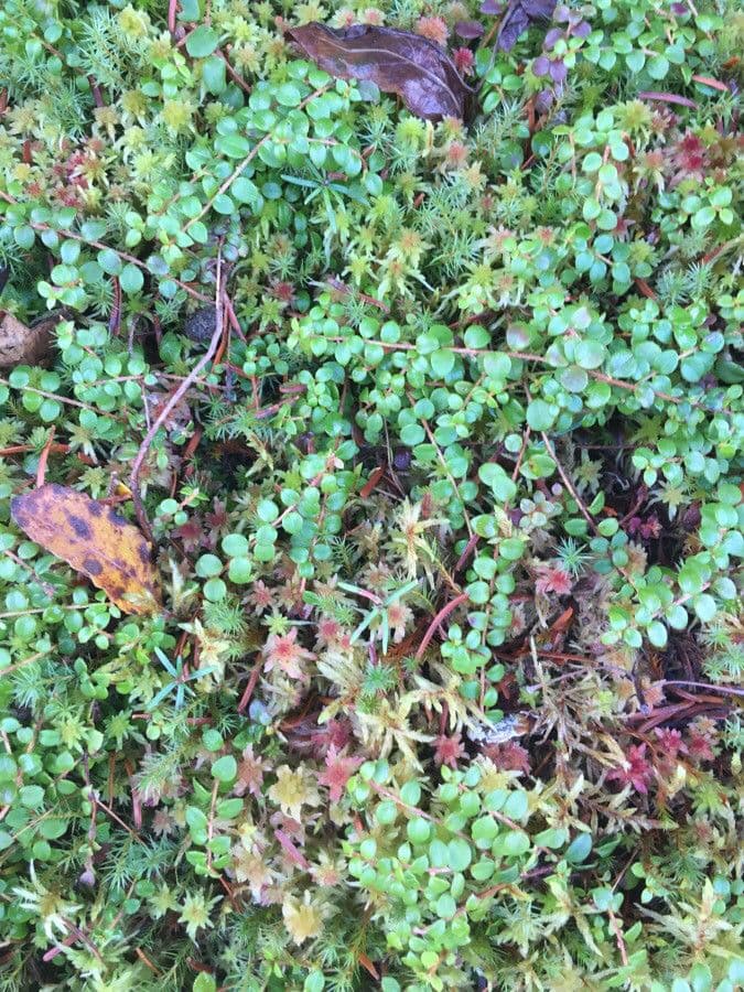 Gaultheria 13