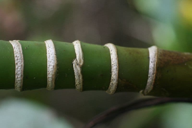 Montrichardia 14