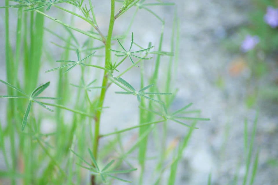 Łubin Coultera 15
