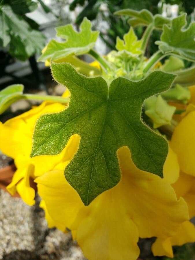 Uncarina 5