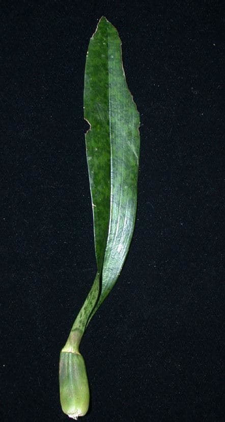 Orchidea monaca 28