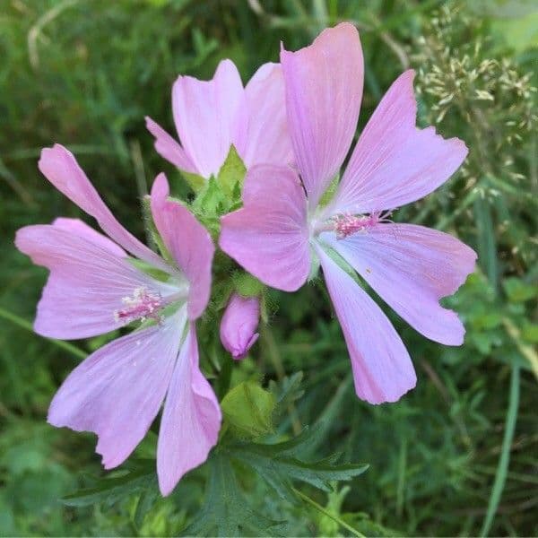 Malva moscata 8