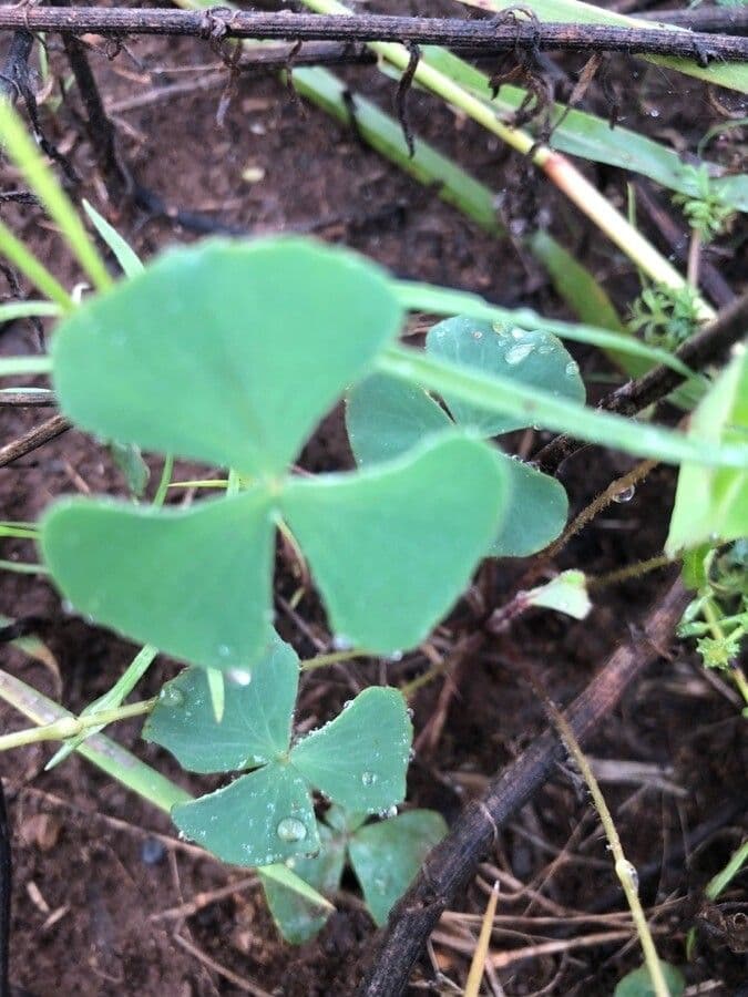 Marsilea velkonohá 3