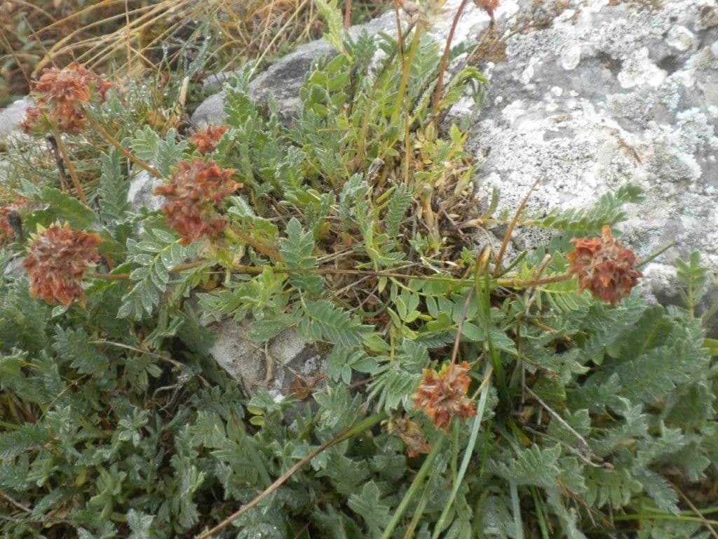 Falkenblume 3