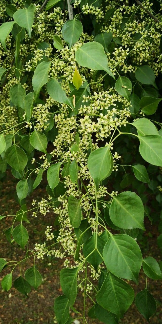 Euonymus maackii 14