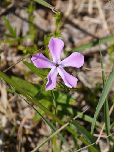Phlox 2