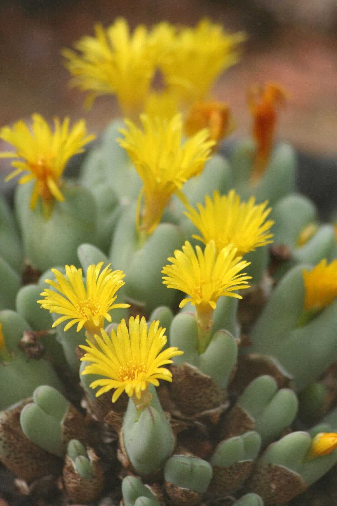 Conophytum