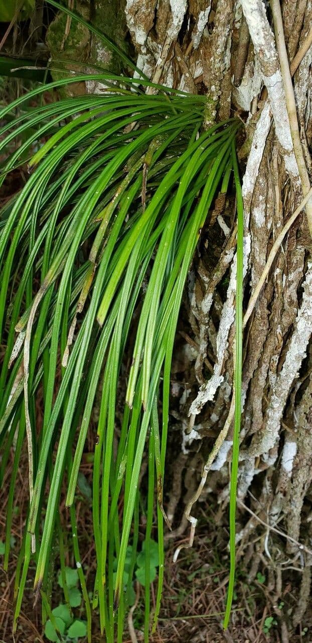 Gras-Schuhfarn