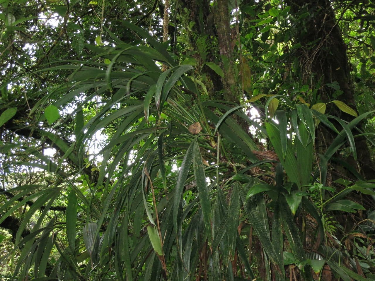 Evodianthus 6