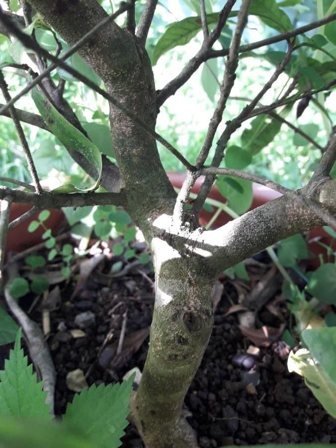 Synsepalum 22