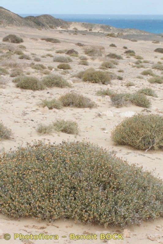 Pulicaria 5