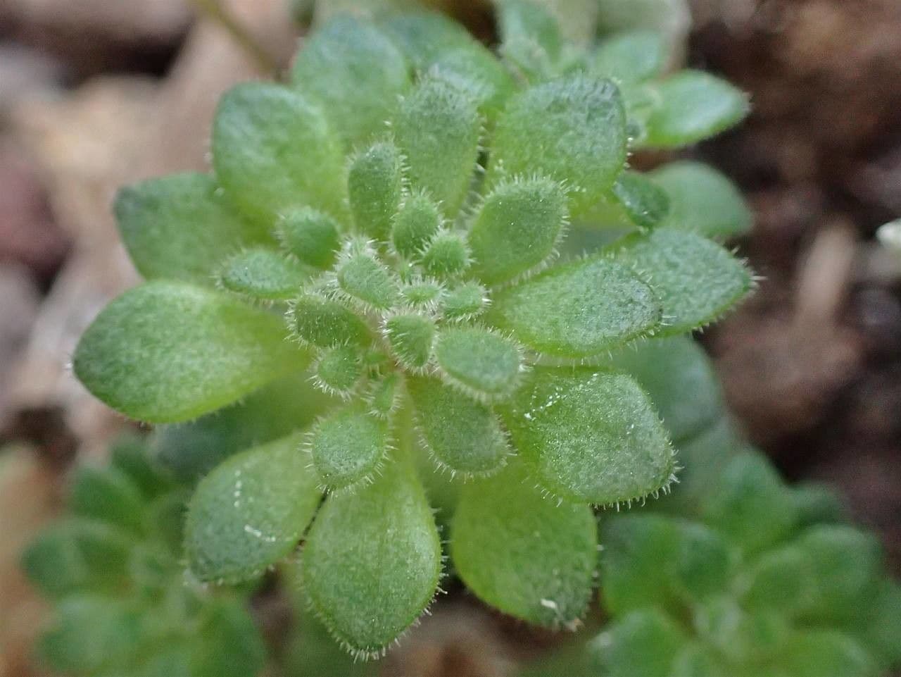 Anacampseros 9