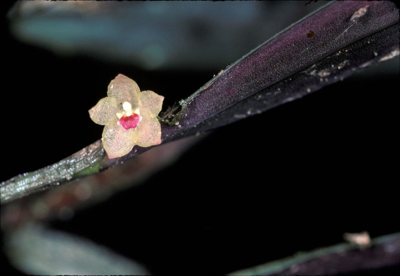 Octomeria