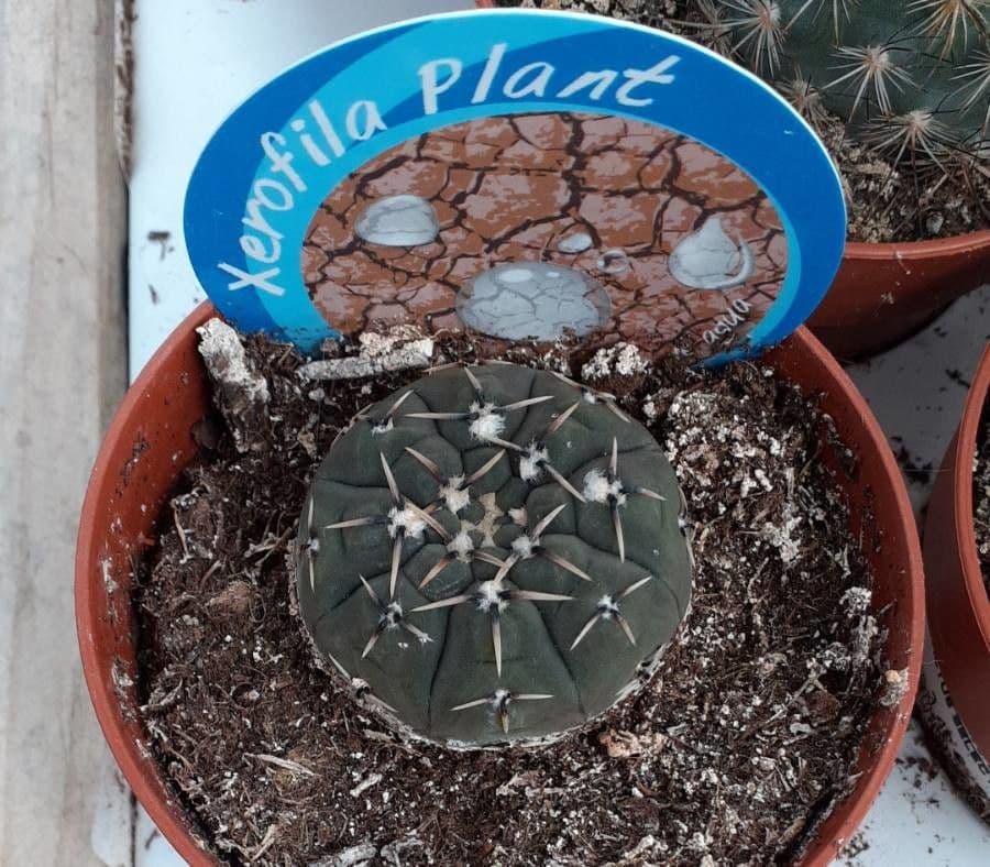 Cactus barbiche 5
