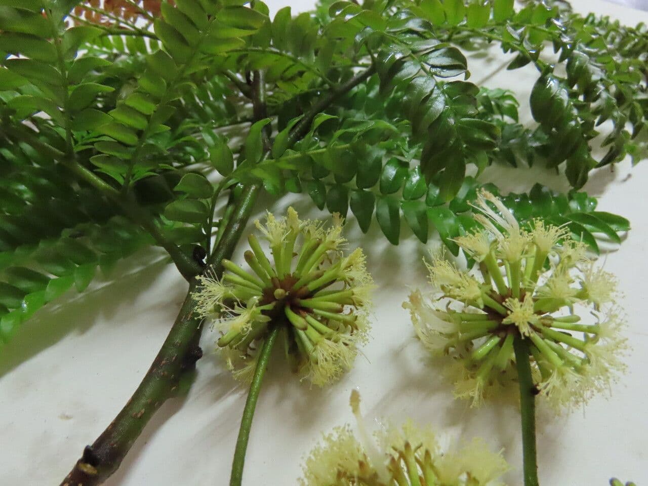 Cojoba 3