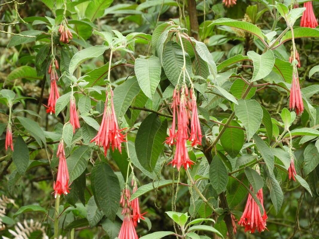 Fuchsien 7