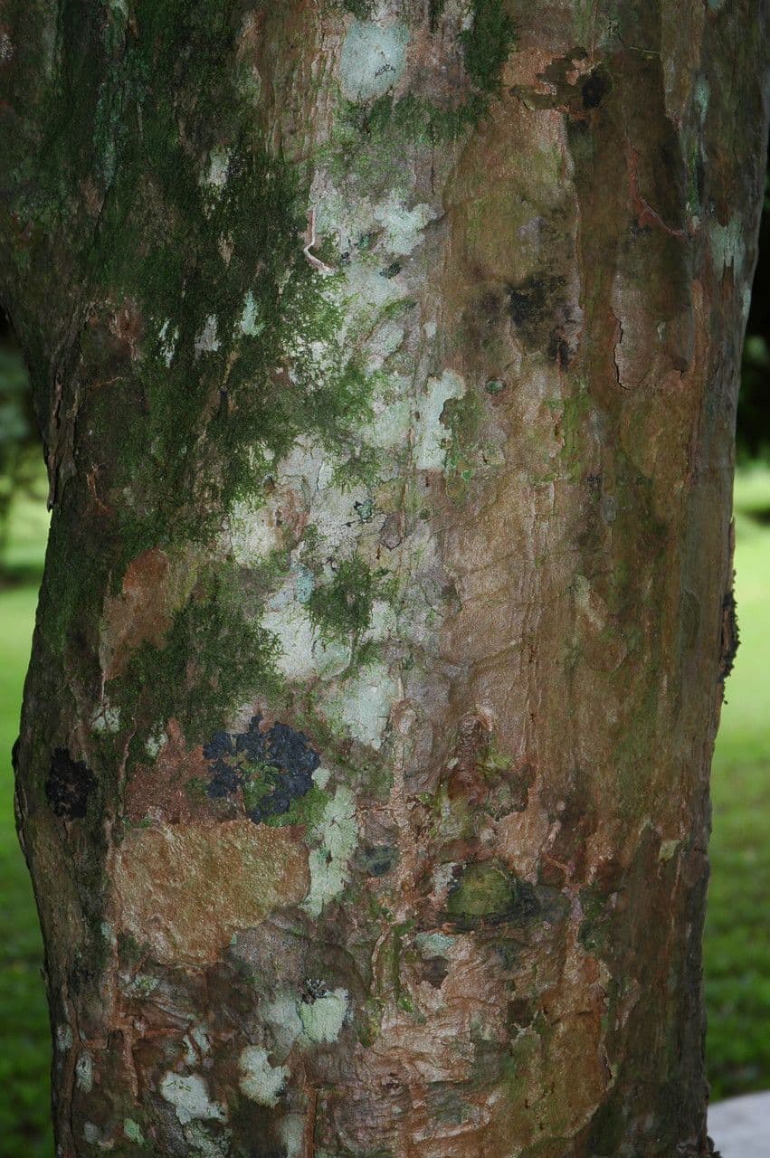 Syzygium malaccense 24