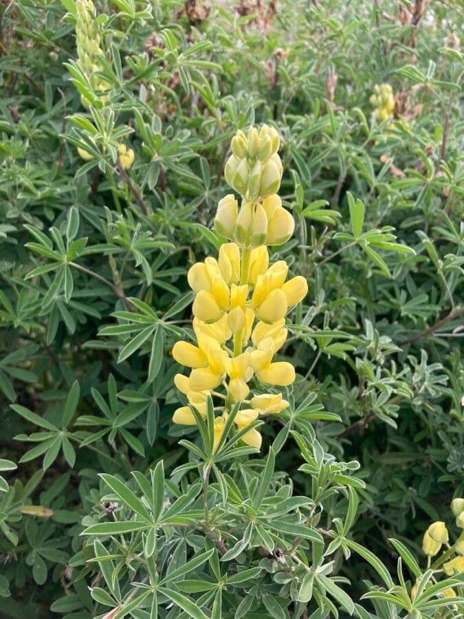 Baum-Lupine 6