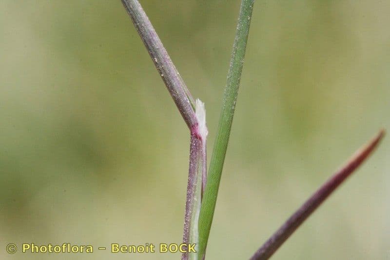 Blaugrüne Grannen-Rispengras 17