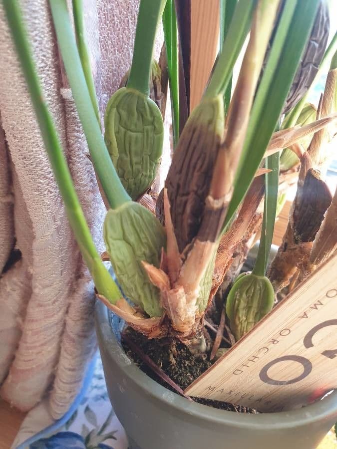 Coelogyne 12