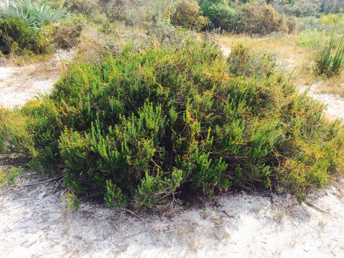 Romarin des dunes