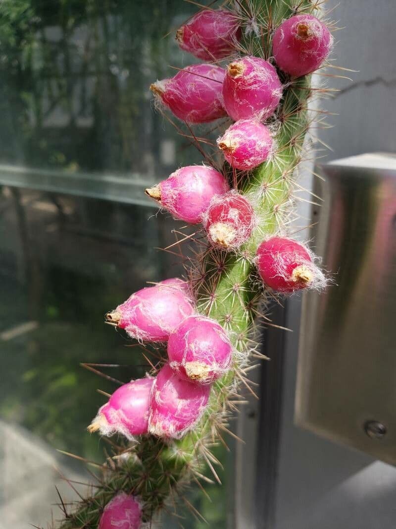Cactus di Baumann 3