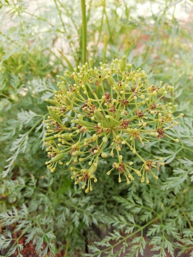 Sphallerocarpus