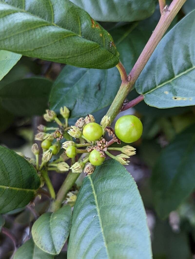 Frangula californica 3