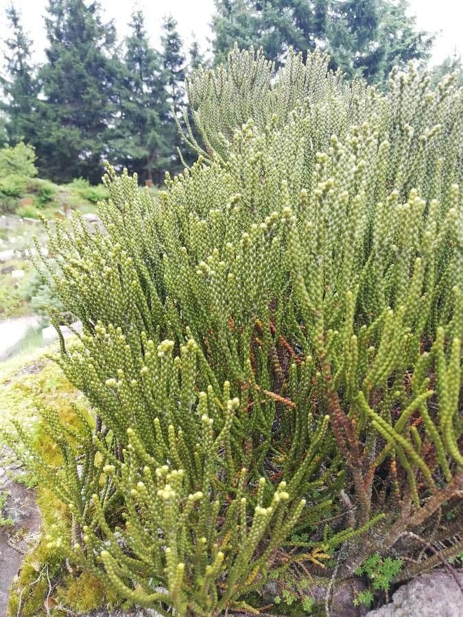 Leptinella 2