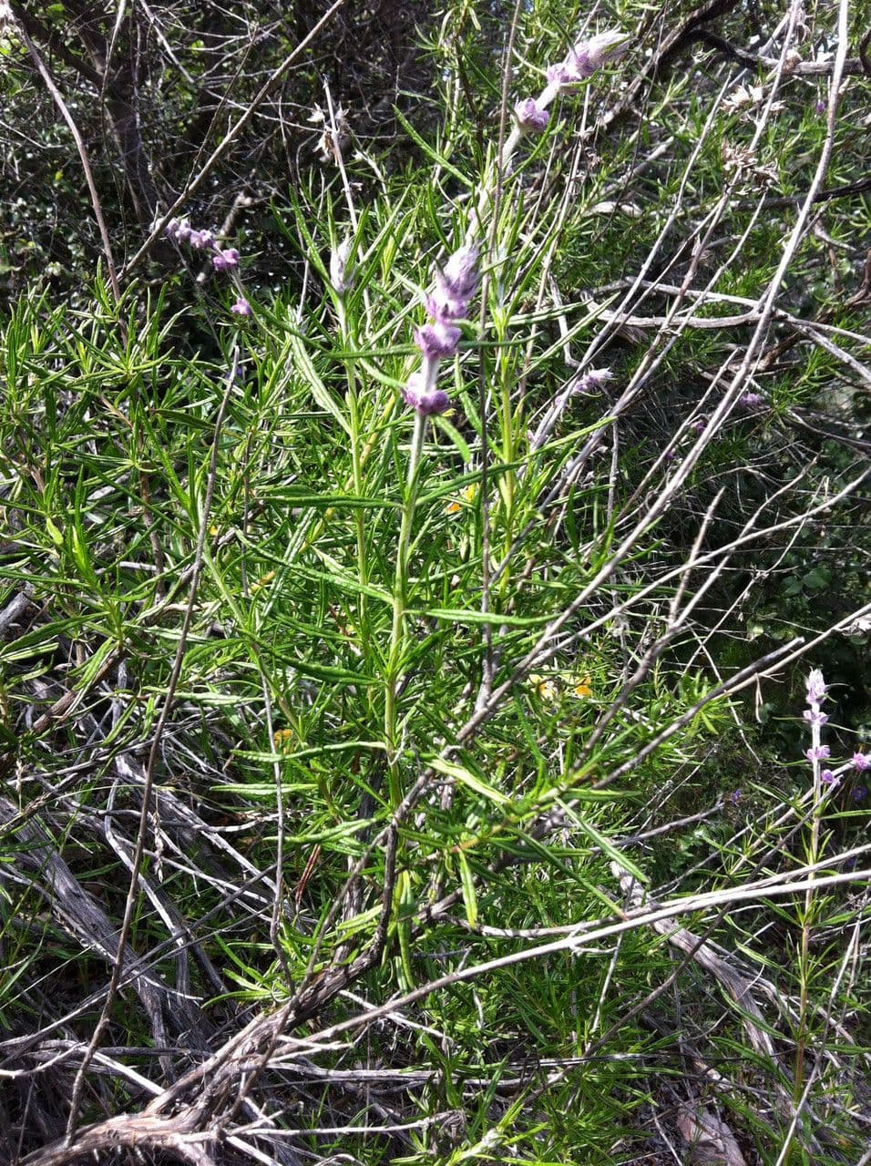 Trichostema 10