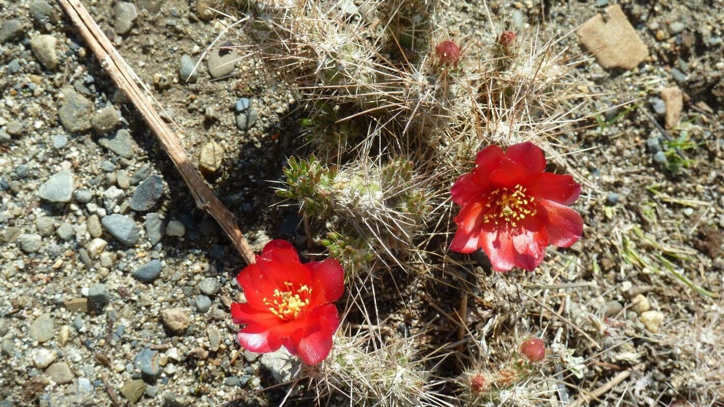 Austrocylindropuntia