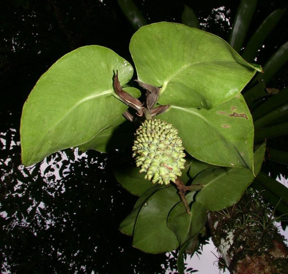 Monstera 13