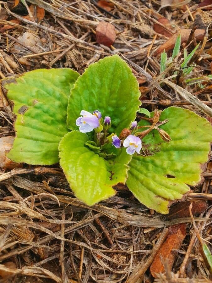Craterostigma 7