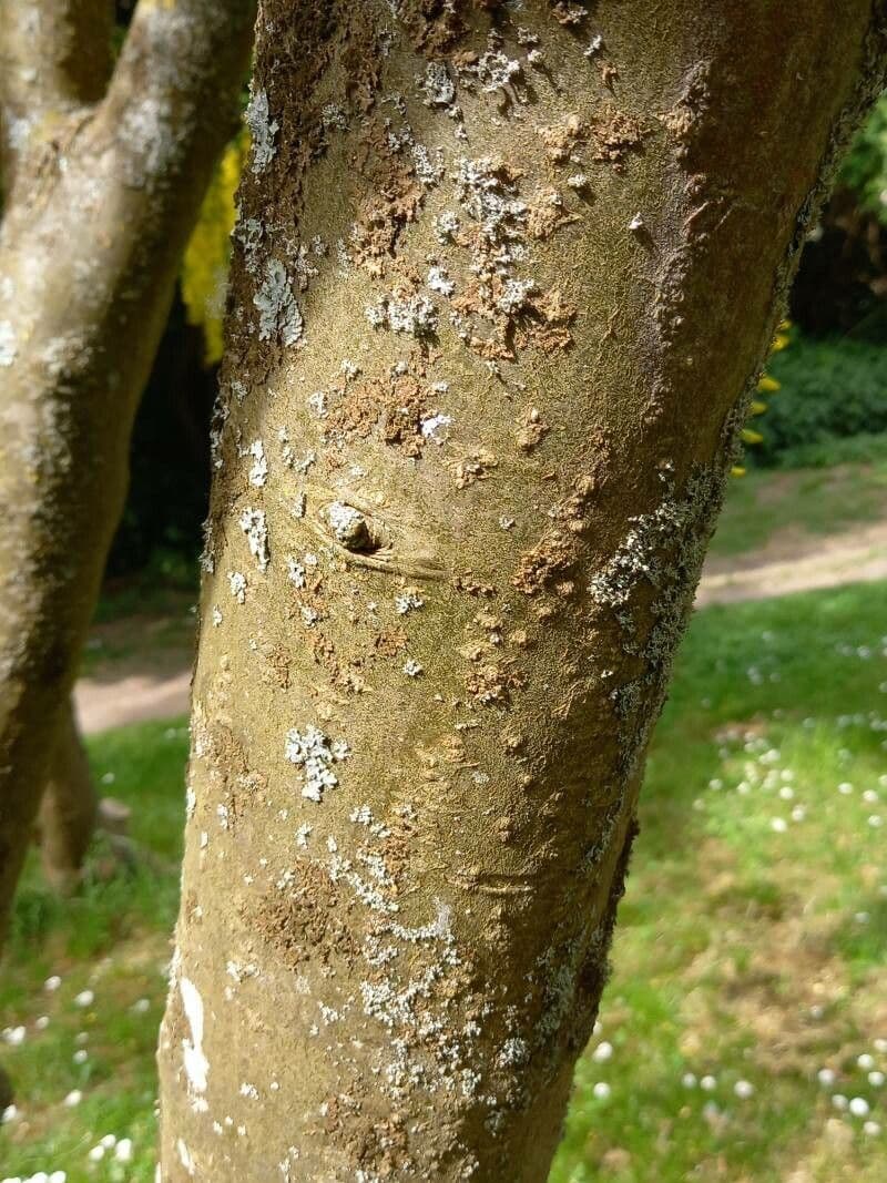 Maggiociondolo alpino 21