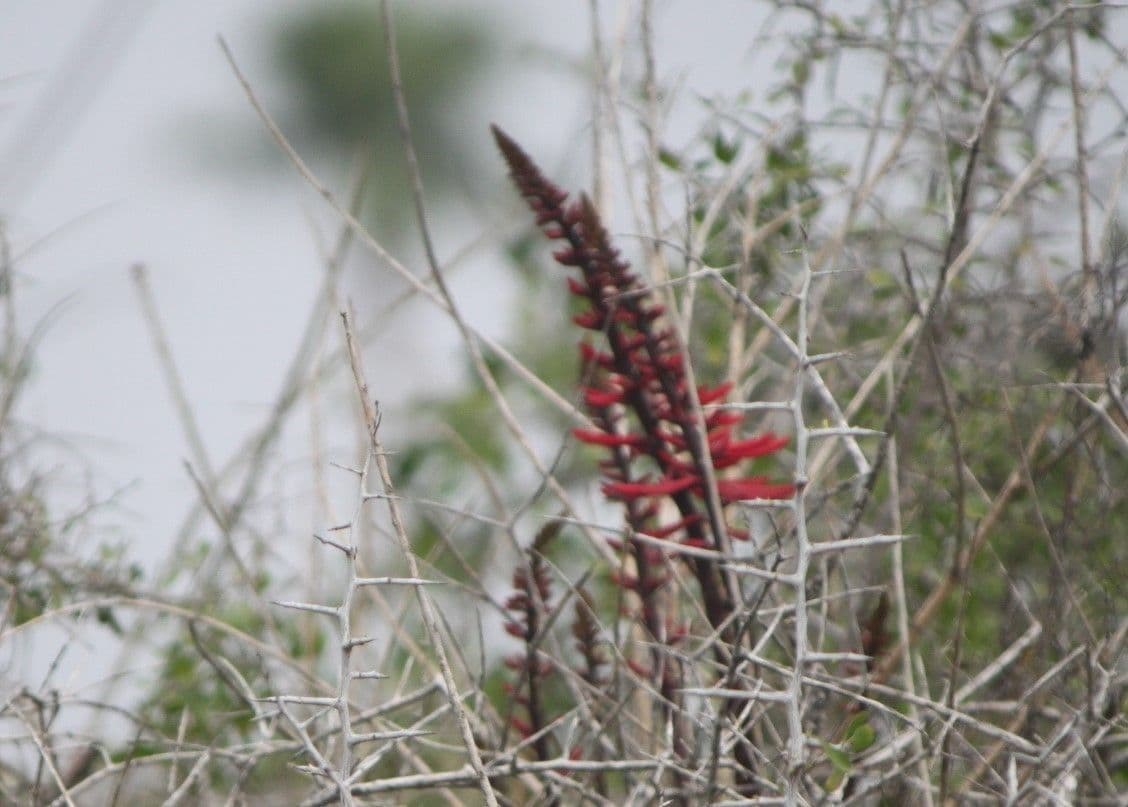 Erythrina 12