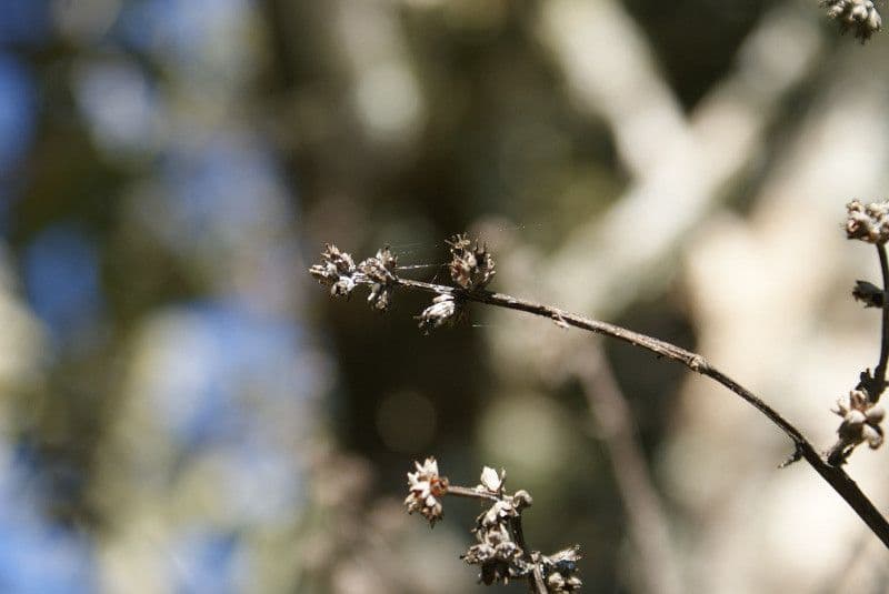 Nuxia verticillata