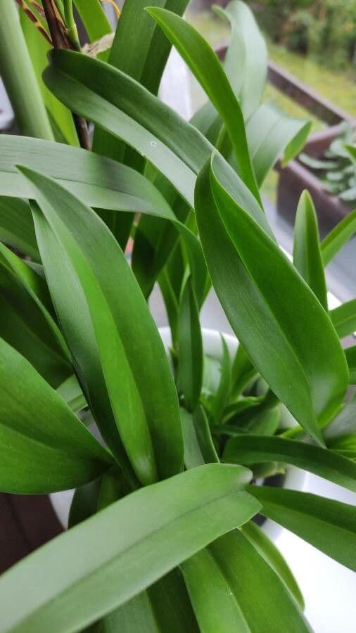 Brassia 15