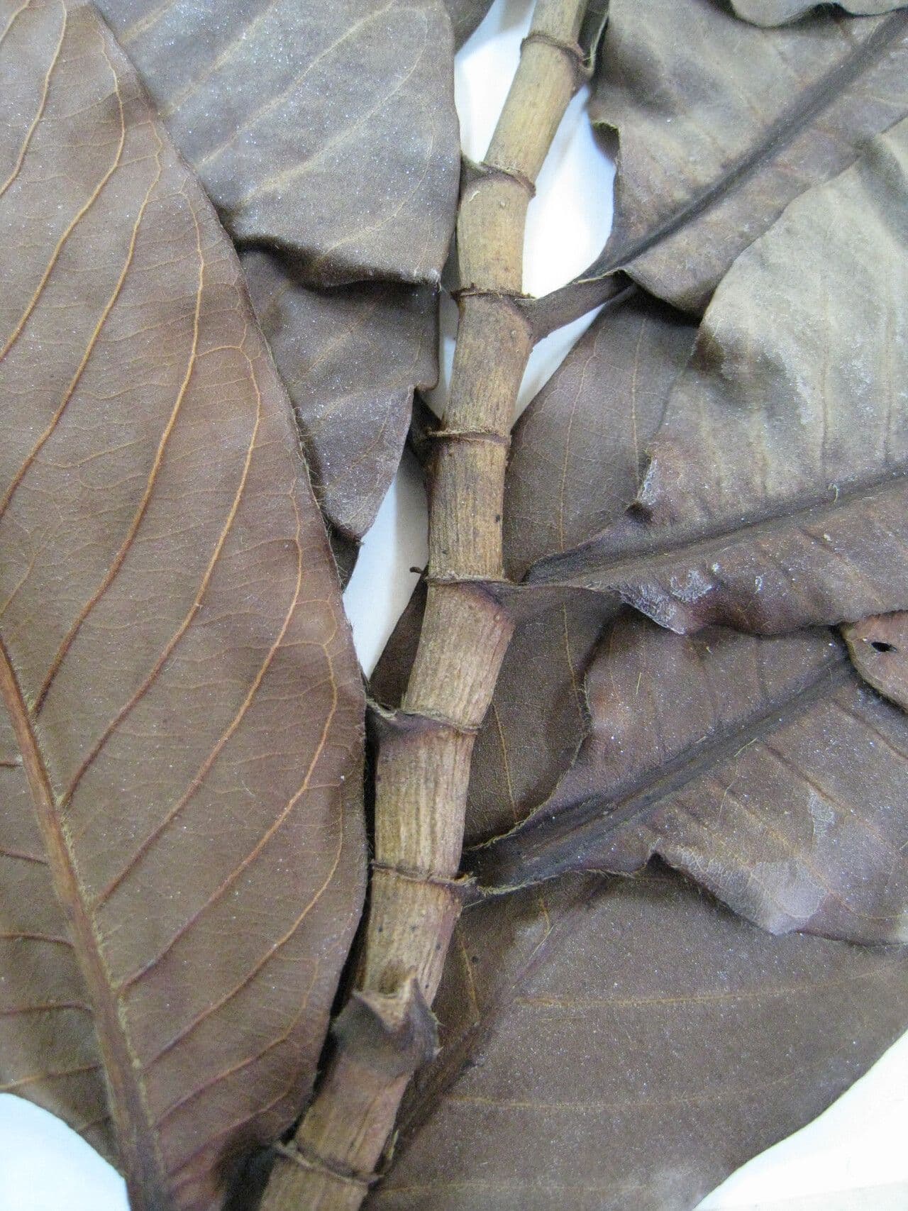Triplaris 6