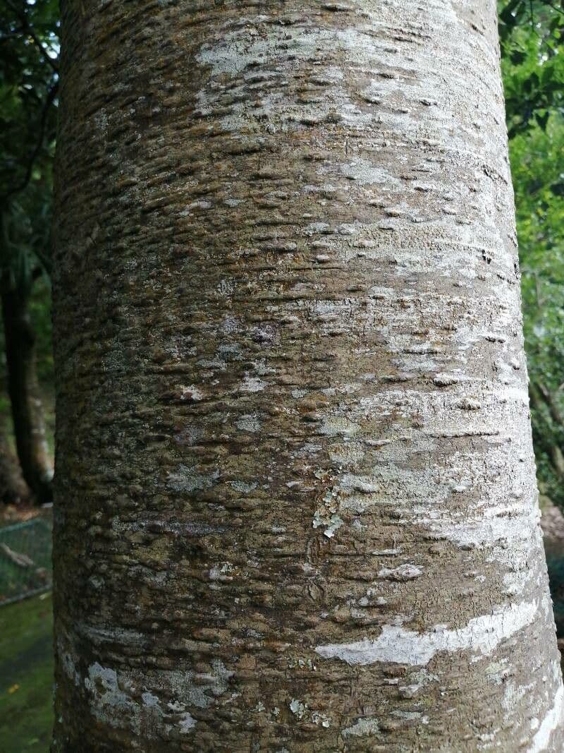 Ocotea 17
