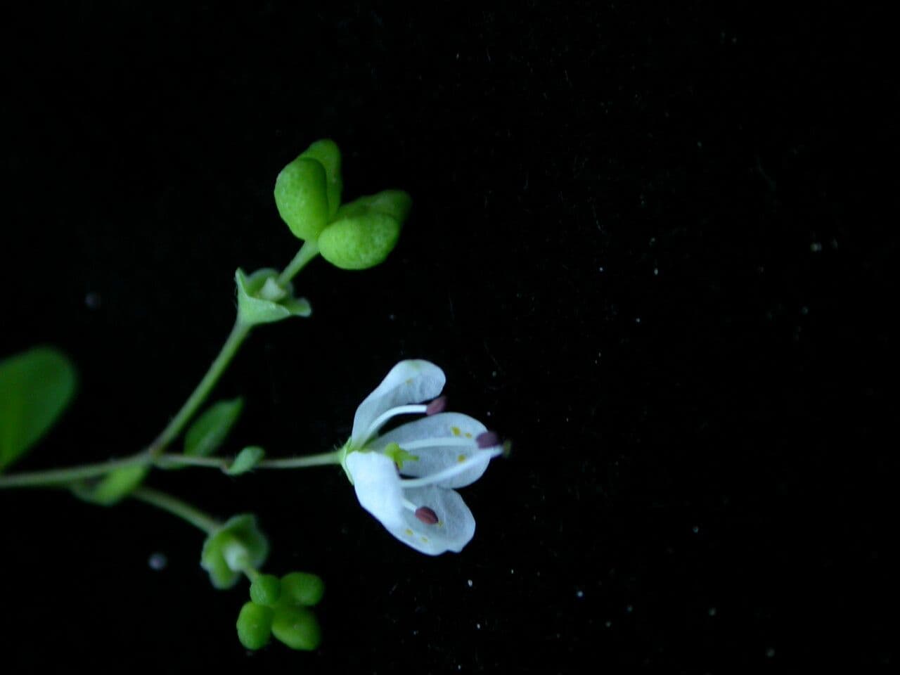 Boenninghausenia 5