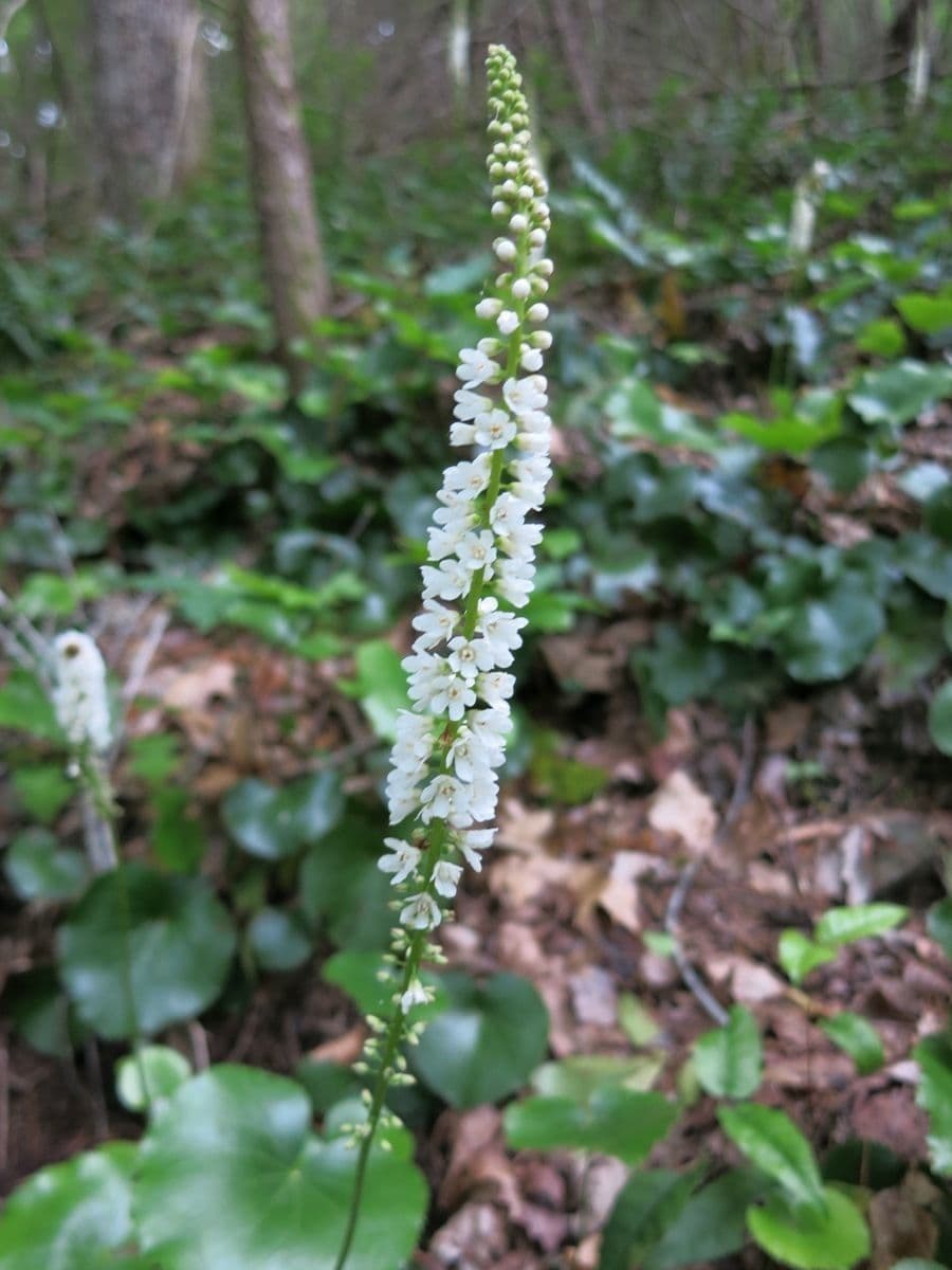 Galax urceolata 2