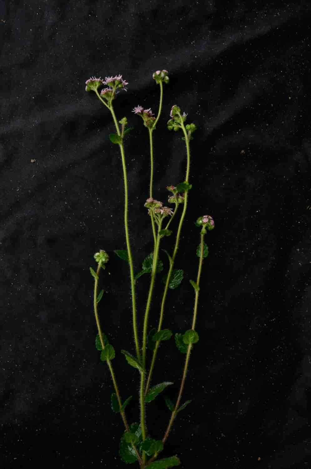 Conocliniopsis 2