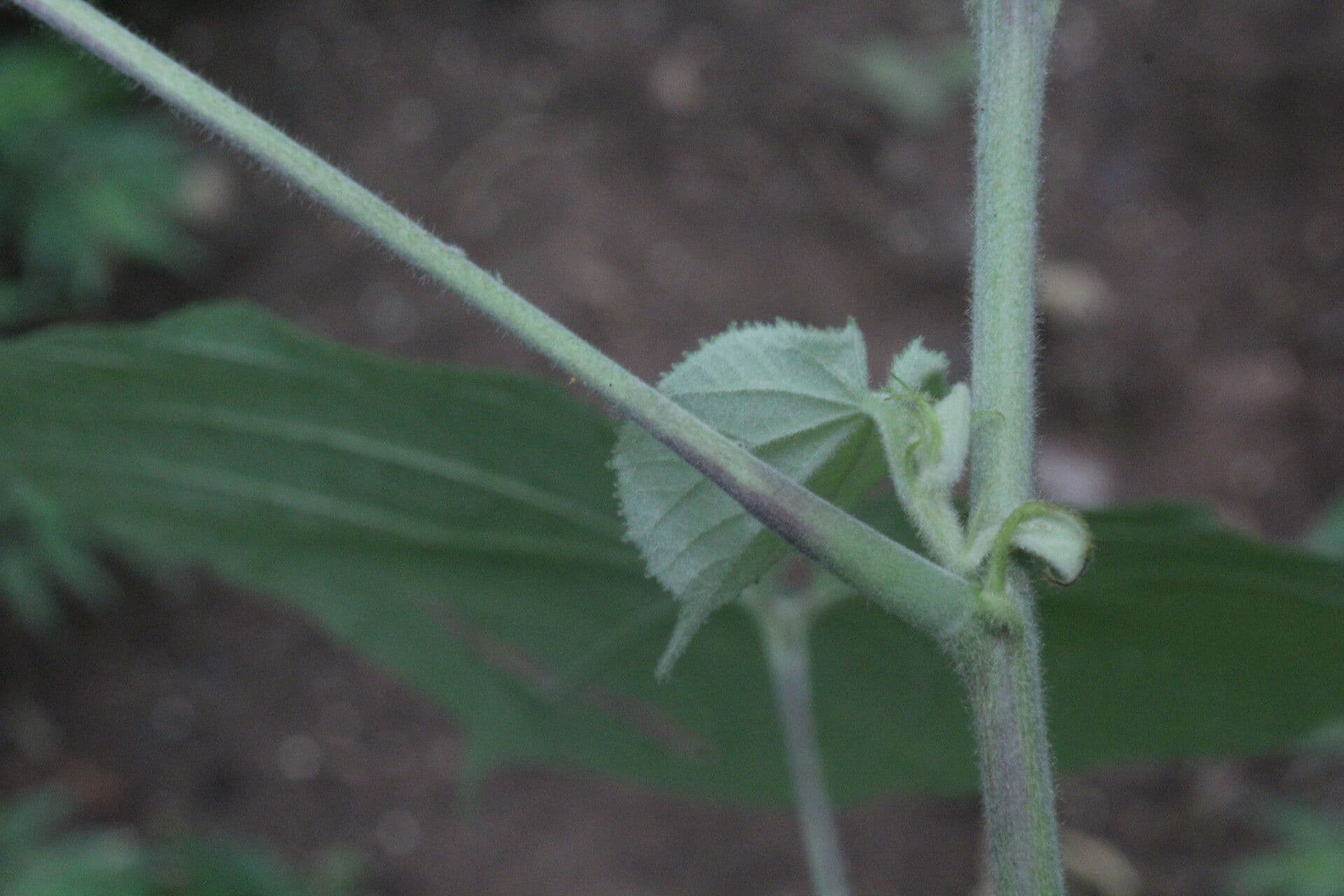 Allobriquetia 7