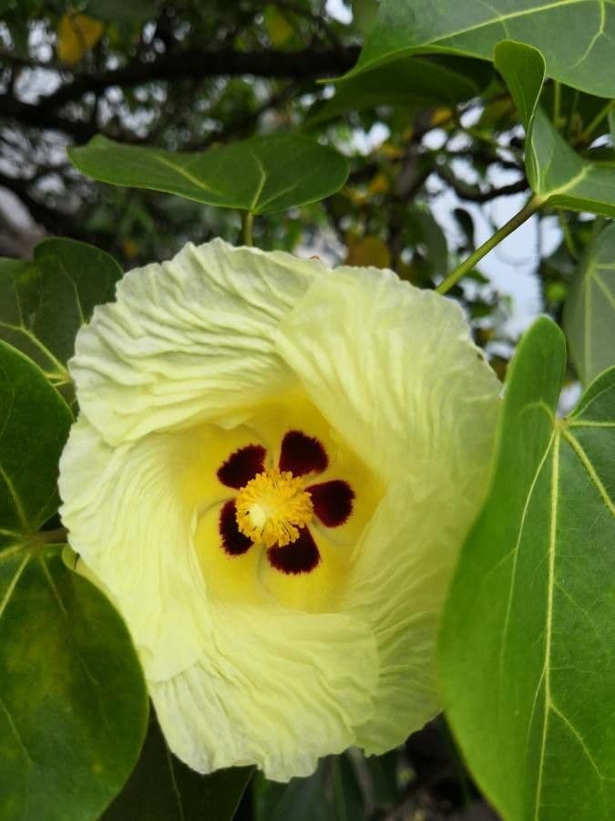 Pappelblättrige Hibiskus 10
